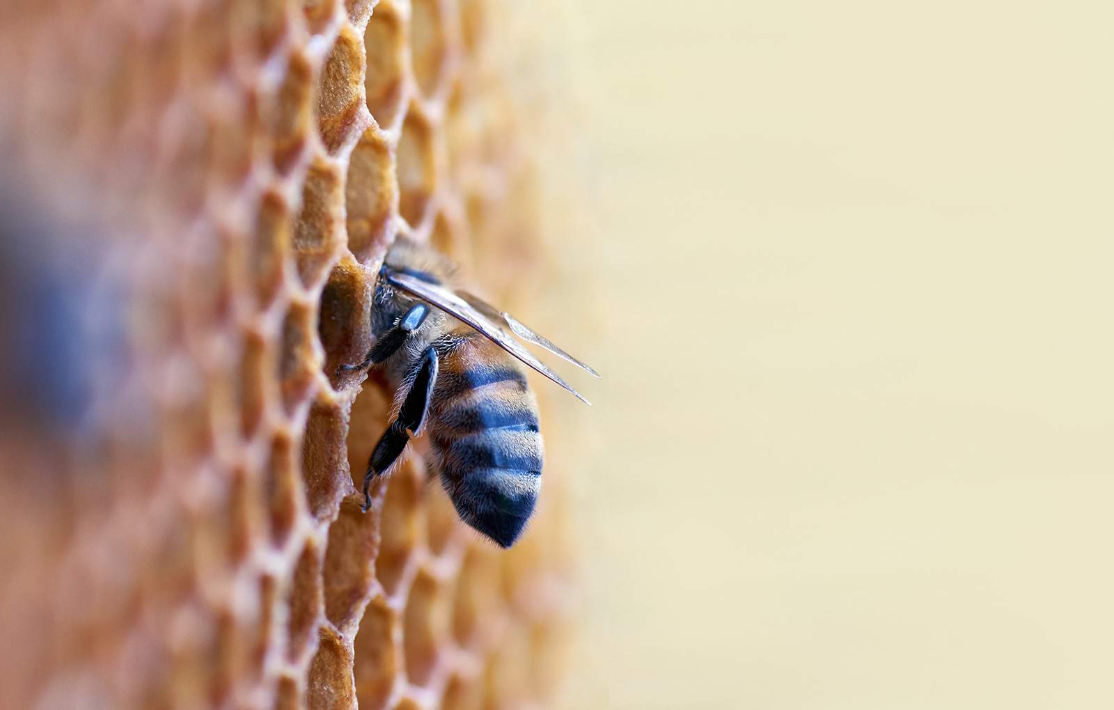 Bees and Honey: Nature's Sweetest Gift