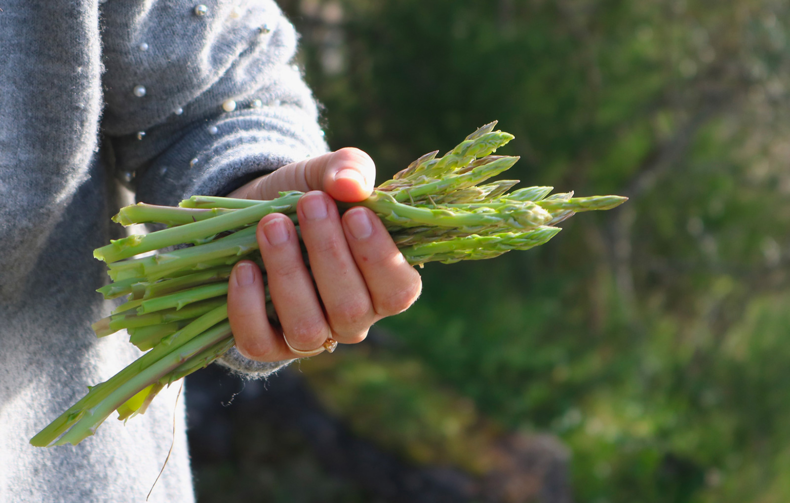 Asparagus Season: Fresh From the Field to the Table