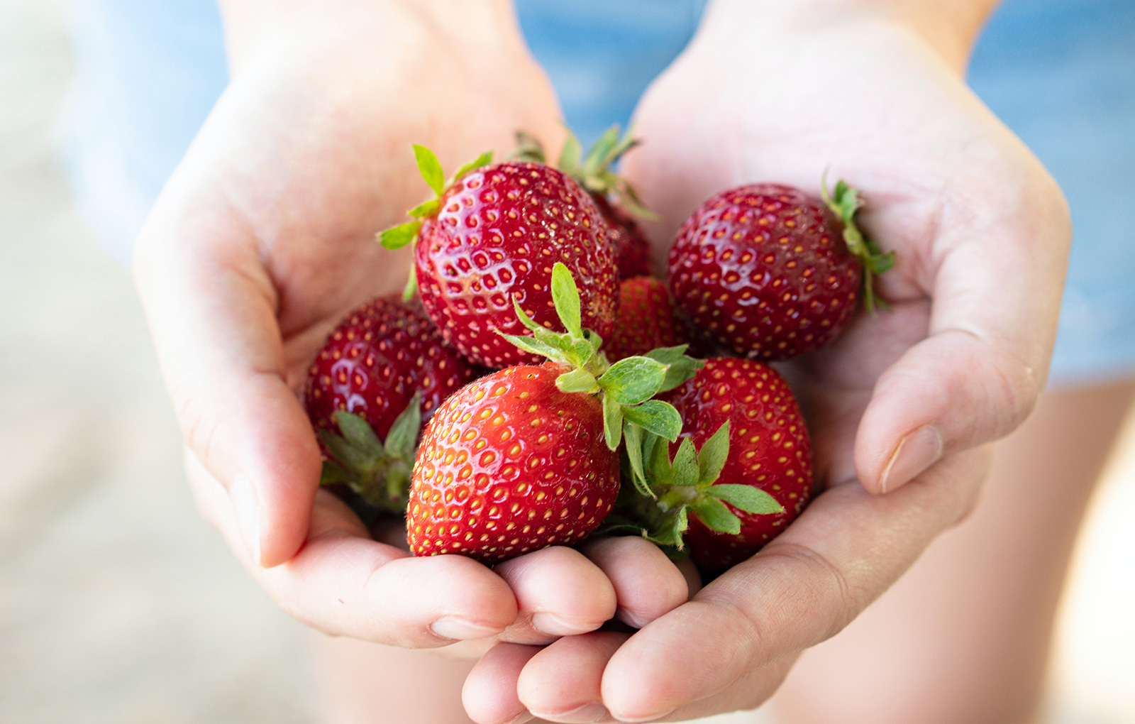 Growing Strawberries in Your Own Garden